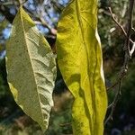 Diospyros lotus Leaf