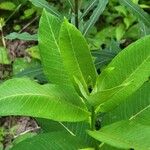 Asclepias purpurascens Leaf