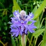 Pontederia cordata Flower