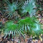 Coccothrinax barbadensis Hoja