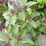 Ocimum kilimandscharicum Liść