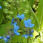 Cynoglossum amabile Flor