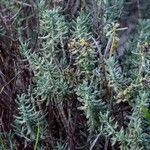 Teucrium dunense Hoja