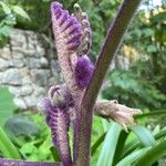 Solanum quitoense Ostatní