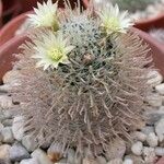 Mammillaria crinita Hábito