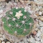 Gymnocalycium saglionis Leaf