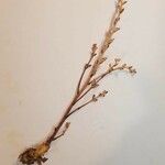 Epifagus virginiana Flower