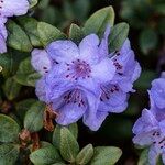 Rhododendron hippophaeoides Blomst