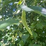 Tilia cordata Frutto