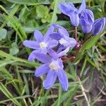 Scilla luciliaeFlower