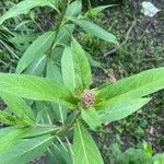 Asclepias incarnata 葉