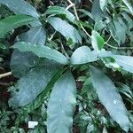 Tabernaemontana ventricosa Leaf