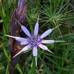 Geropogon hybridus Çiçek