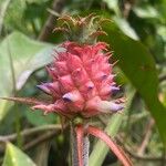 Ananas comosusFruit