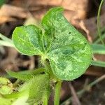 Ipomoea hederacea পাতা