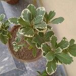 Pittosporum tenuifolium Leaf