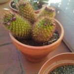 Mammillaria backebergiana Лист