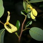 Annona papilionella