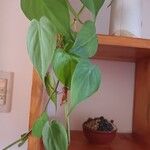 Philodendron hederaceumDeilen