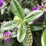 Veronica × andersonii পাতা