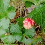 Rubus tricolor Fruit