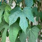 Cnidoscolus aconitifolius Blatt