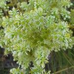 Sedum sediformeFlor