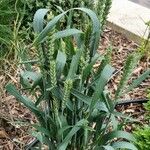 Triticum aestivum Hábitos