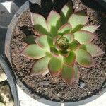 Echeveria agavoides Feuille