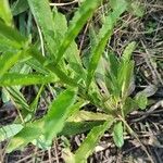 Lobelia urens Leaf