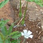 Monsonia angustifolia Habit