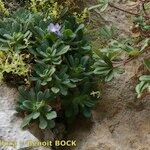 Primula allionii Συνήθη χαρακτηριστικά