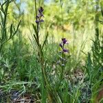 Polygala polygama Hoja