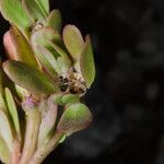 Portulaca granulatostellulata Хабит