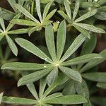 Lupinus croceus Leaf