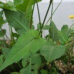 Bistorta amplexicaulis Coajă