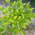 Callicarpa dichotoma Yaprak