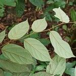 Diospyros onanae List