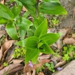 Gentiana septemfida برگ