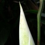 Monstera glaucescens Кора