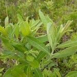 Salix humilis Habitus