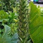 Acanthus spinosus ഇല