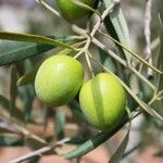 Olea europaeaFrugt