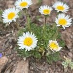 Erigeron compositus Flor