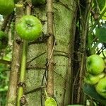 Ficus hispida Bark