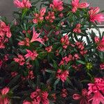 Rhododendron ferrugineum ᱮᱴᱟᱜ