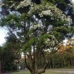 Melaleuca linariifolia Tervik taim