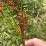 Juncus usitatus Lorea