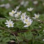 Anemonoides nemorosa Flors