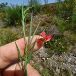 Lathyrus sphaericus Kvet